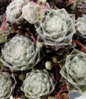 Sempervivum Arachnoideum